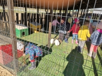 Zdjęcie: ŚWIĘTO PIECZONEGO ZIEMNIAKA