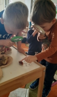 Zdjęcie: ZABAWY BADAWCZE Z PESTKAMI OWOCÓW