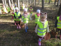 Zdjęcie: WYCIECZKA DO LASU