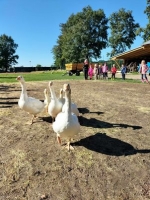Zdjęcie: Wykopki.