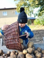 Zdjęcie: Wykopki.