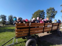 Zdjęcie: Wykopki.