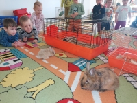 Zdjęcie: DOMOWI ULUBIEŃCY