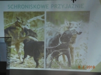 Zdjęcie: Spotkanie z przedstawicielami  Schroniska w Gaju