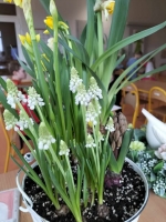 Zdjęcie: Wiosna