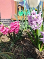 Zdjęcie: Wiosna