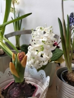 Zdjęcie: Wiosna