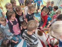 Zdjęcie: Schronisko dla zwierząt